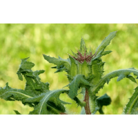 Benedikt lekársky - vňať 40g Hanus