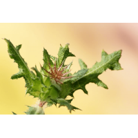 Benedikt lekársky - vňať 40g Hanus