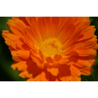 Nechtík lekársky - kvet 20g Hanus