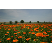 Nechtík lekársky - kvet 20g Hanus