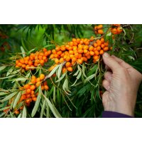 ELIXIR 100% JUICE BIO Himalyo